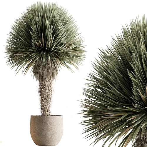 现代植物盆栽