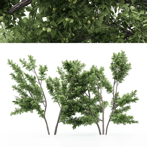 现代树