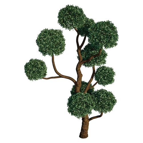 现代柏树植物树木