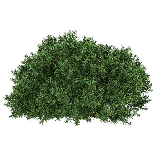 现代杜松绿植植物