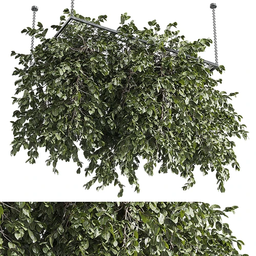 现代悬挂植物
