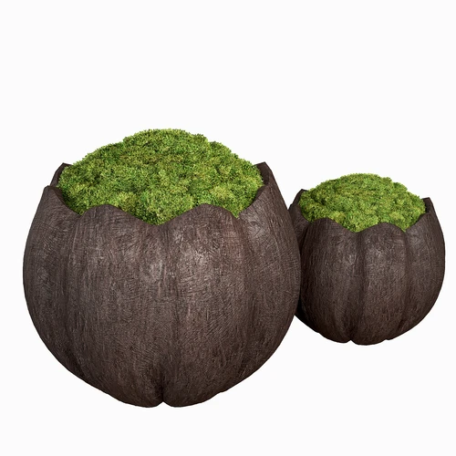 现代绿植苔藓