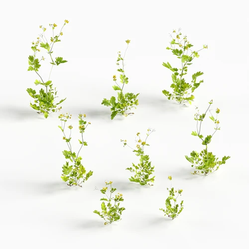 花卉