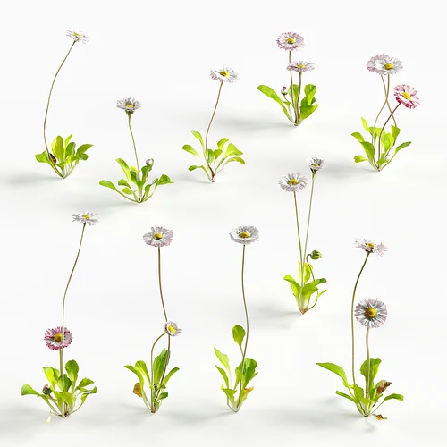 花卉