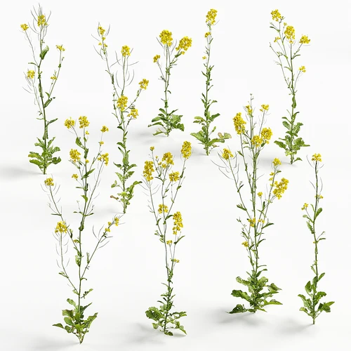 花卉
