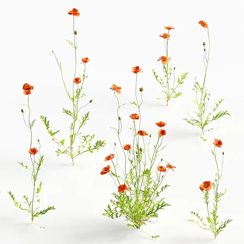 花卉