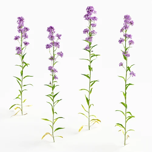 花卉