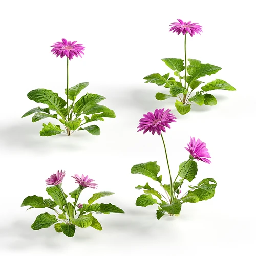 花卉