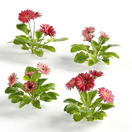 花卉