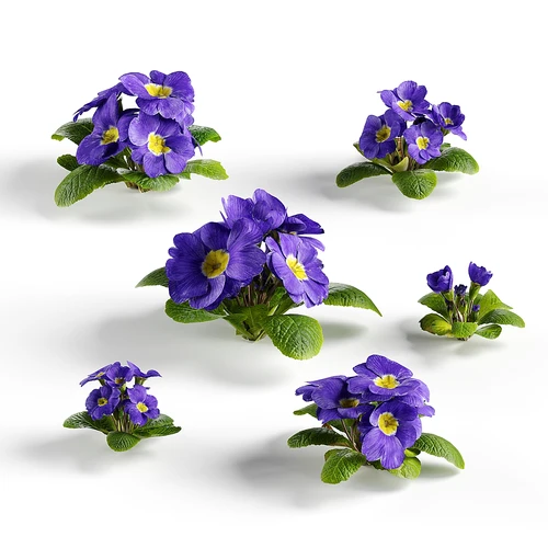 花卉