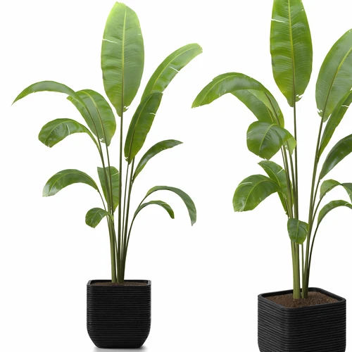 现代室内植物盆植