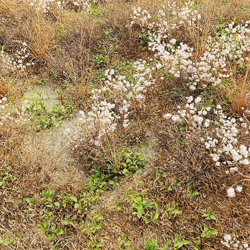 干燥的草地