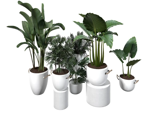 现代植物落地盆栽