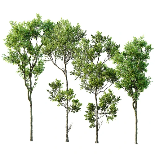 现代绿植树木