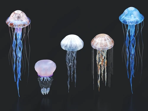 水母