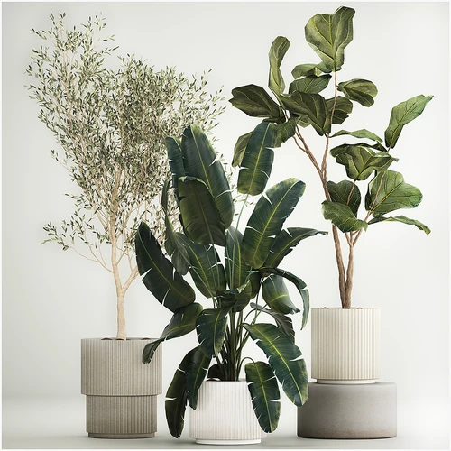 现代植物盆栽