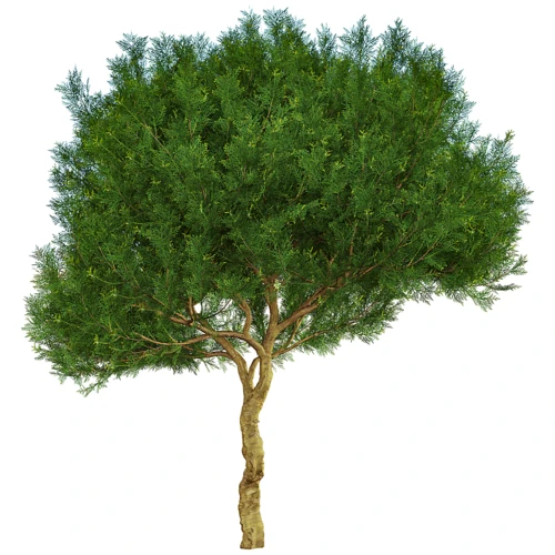现代植物金塔柏