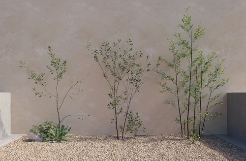 植物树绿植