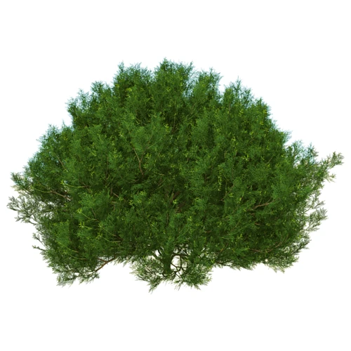 现代植物侧柏