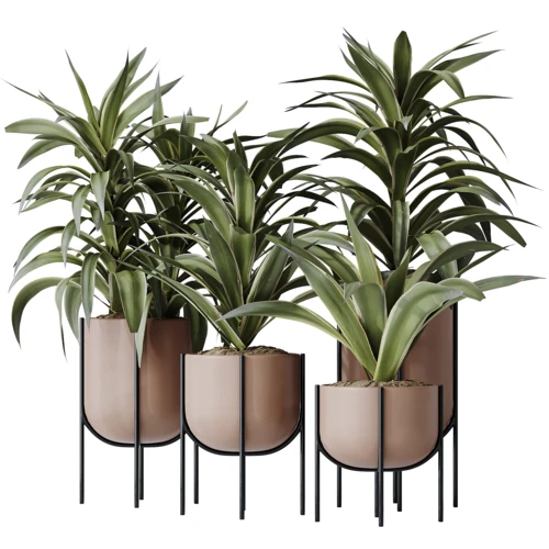 现代植物盆栽组合