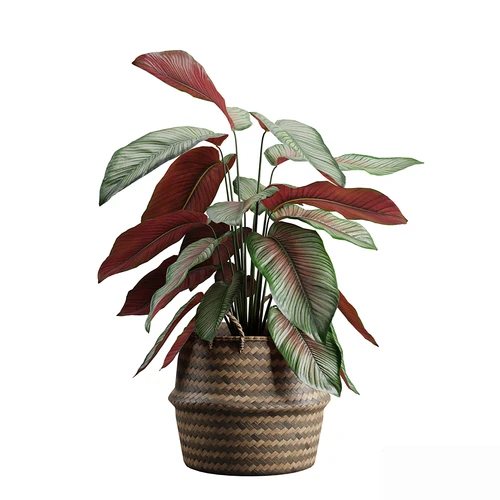 现代植物盆栽