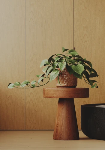 现代植物盆栽