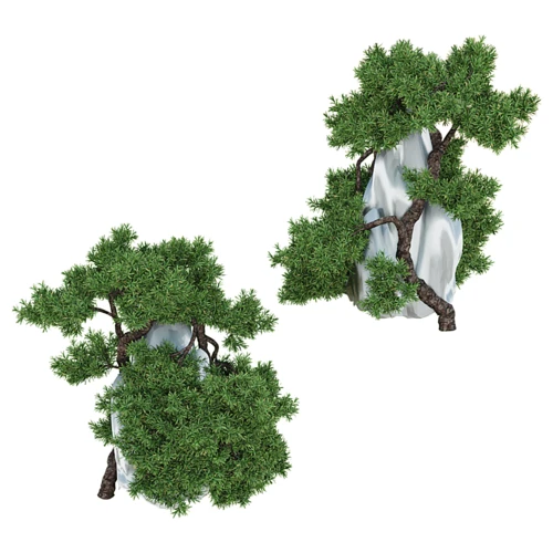 欧洲刺柏