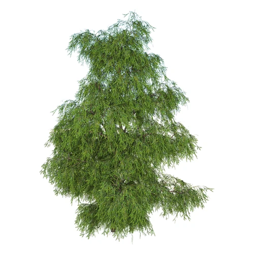 Filifera Aureai羽叶花柏植物