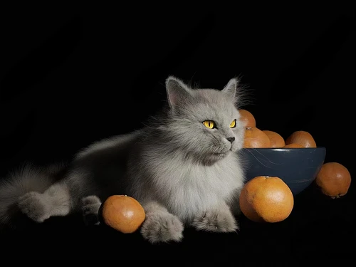 猫