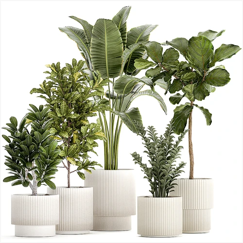 现代植物盆栽组合