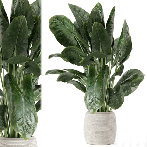 现代植物盆栽