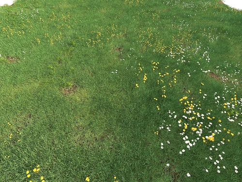 草坪