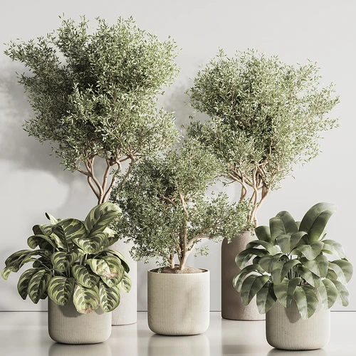 现代植物盆栽