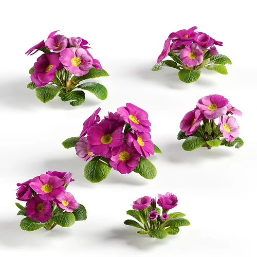 花卉
