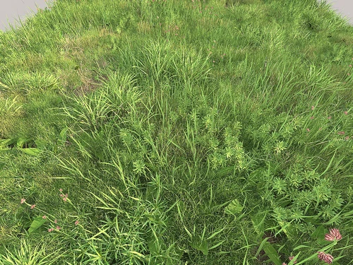 草坪