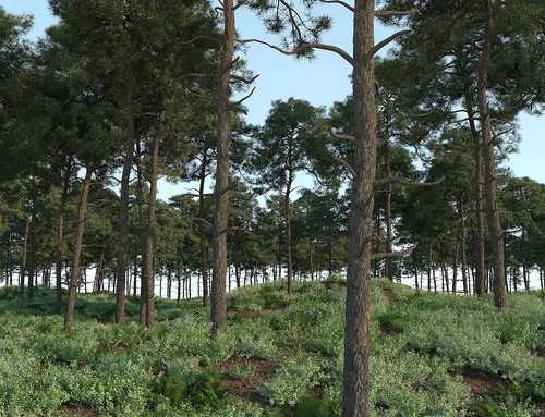森林
