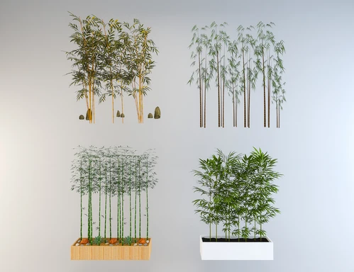 现代景观植物竹子