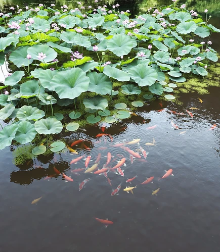 荷花池塘