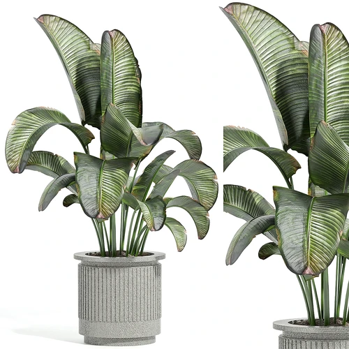 现代植物盆栽