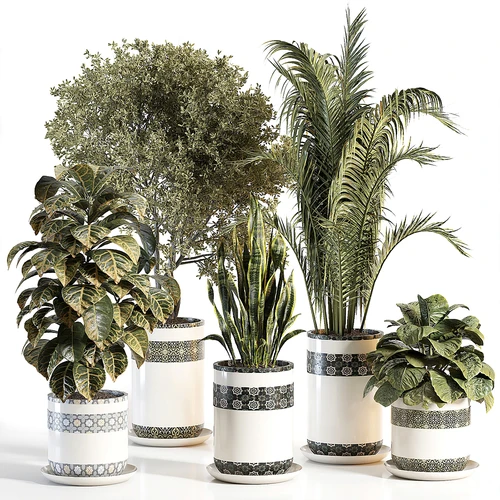 现代植物盆栽