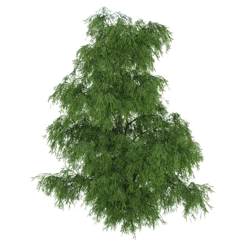 羽叶花柏植物