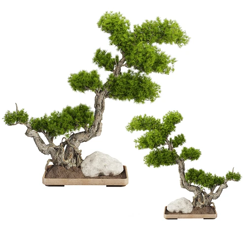 现代松树盆栽