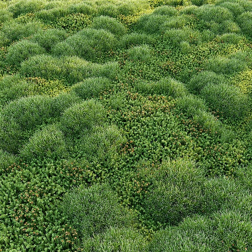 现代草地绿茵散布植物