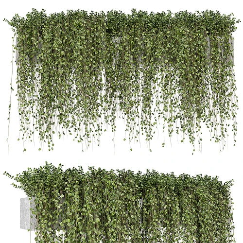 现代户外藤蔓植物