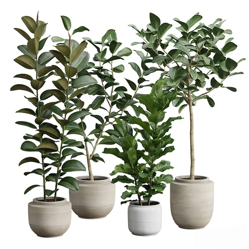 现代植物盆栽