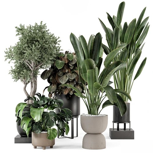 现代植物盆栽