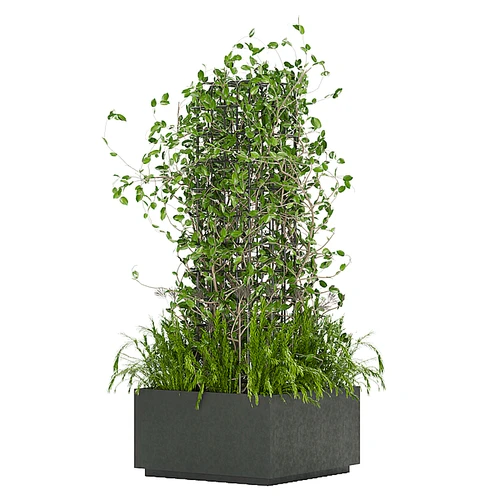 现代植物盆栽滕蔓