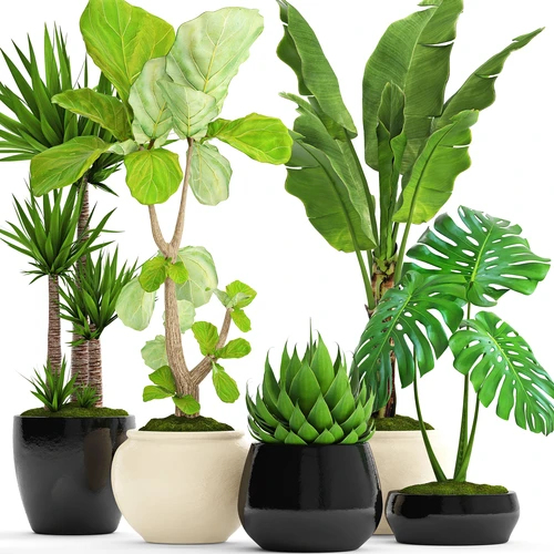 现代植物盆栽