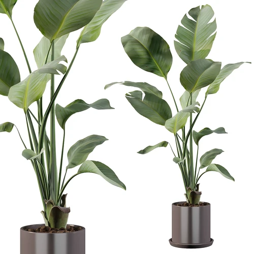 现代植物盆栽