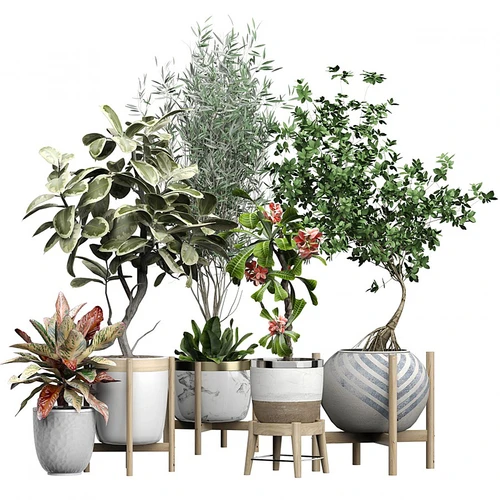 现代植物盆栽